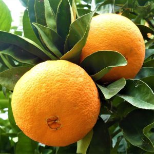 انتشار اسانس پرتقال در خانه پرتقال باعث تصفیه هوا و ایجاد نشاط و انرژی میشود.
